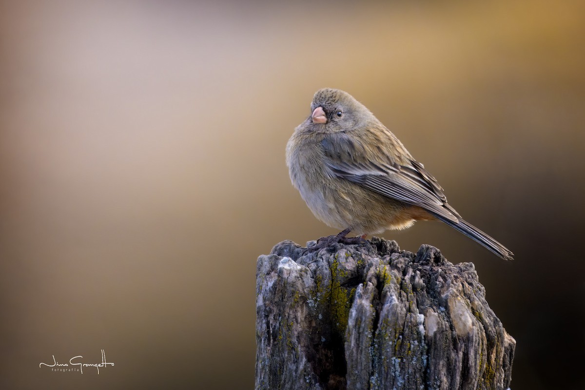 Plain-colored Seedeater - ML623305130