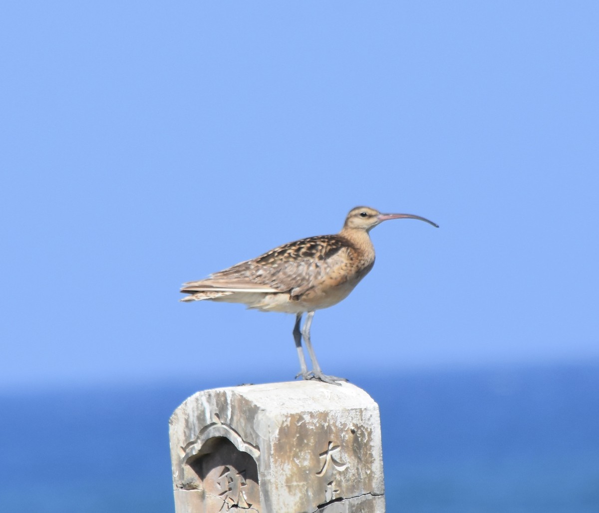 Bristle-thighed Curlew - ML623305135