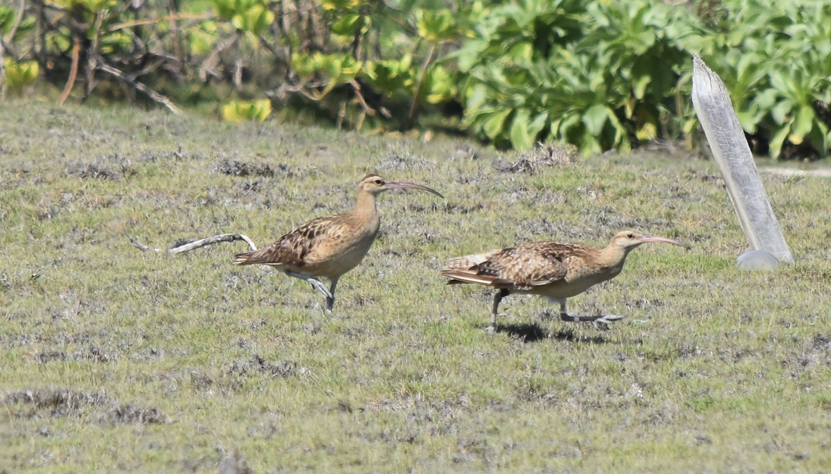 Bristle-thighed Curlew - ML623305136