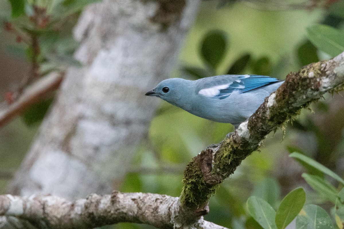 Blue-gray Tanager - ML623305144