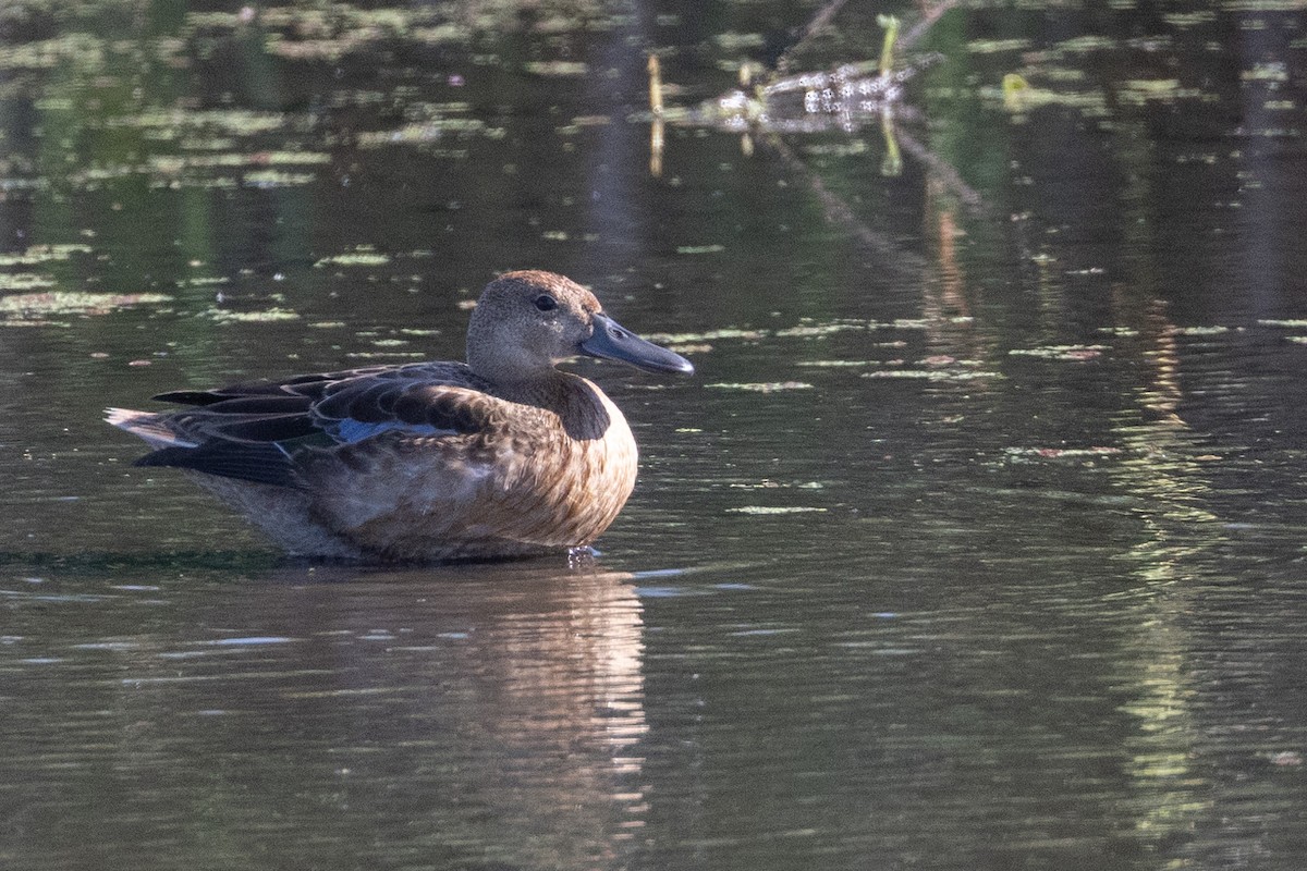 Cinnamon Teal - ML623305153