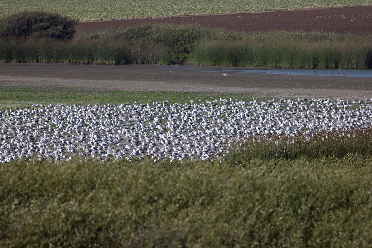 California Gull - ML623305164