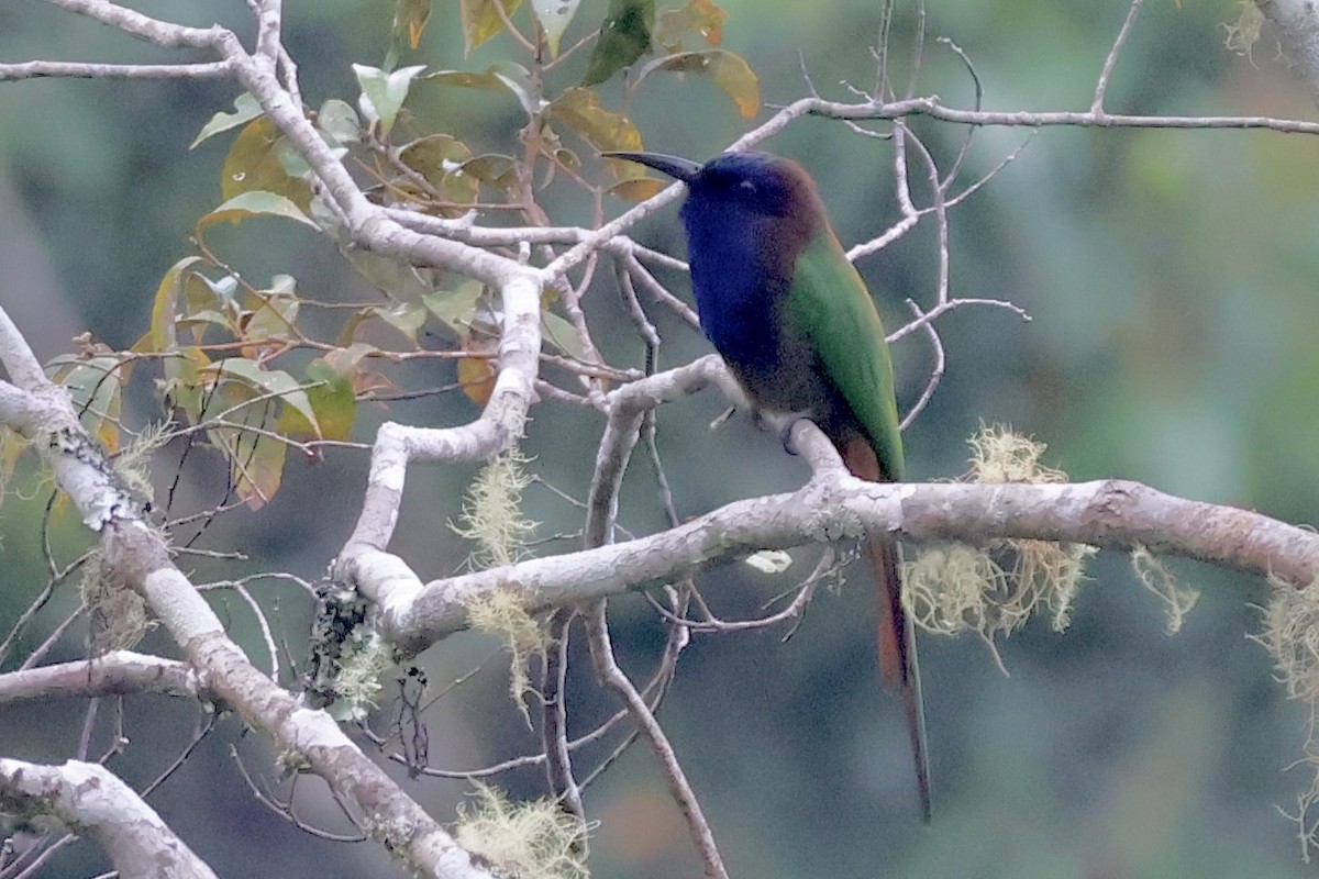 Purple-bearded Bee-eater - ML623305170