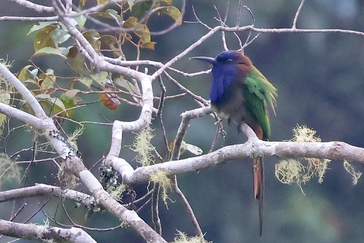 Purple-bearded Bee-eater - ML623305171