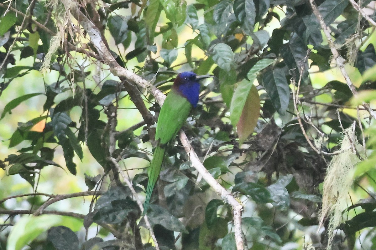 Purple-bearded Bee-eater - ML623305173