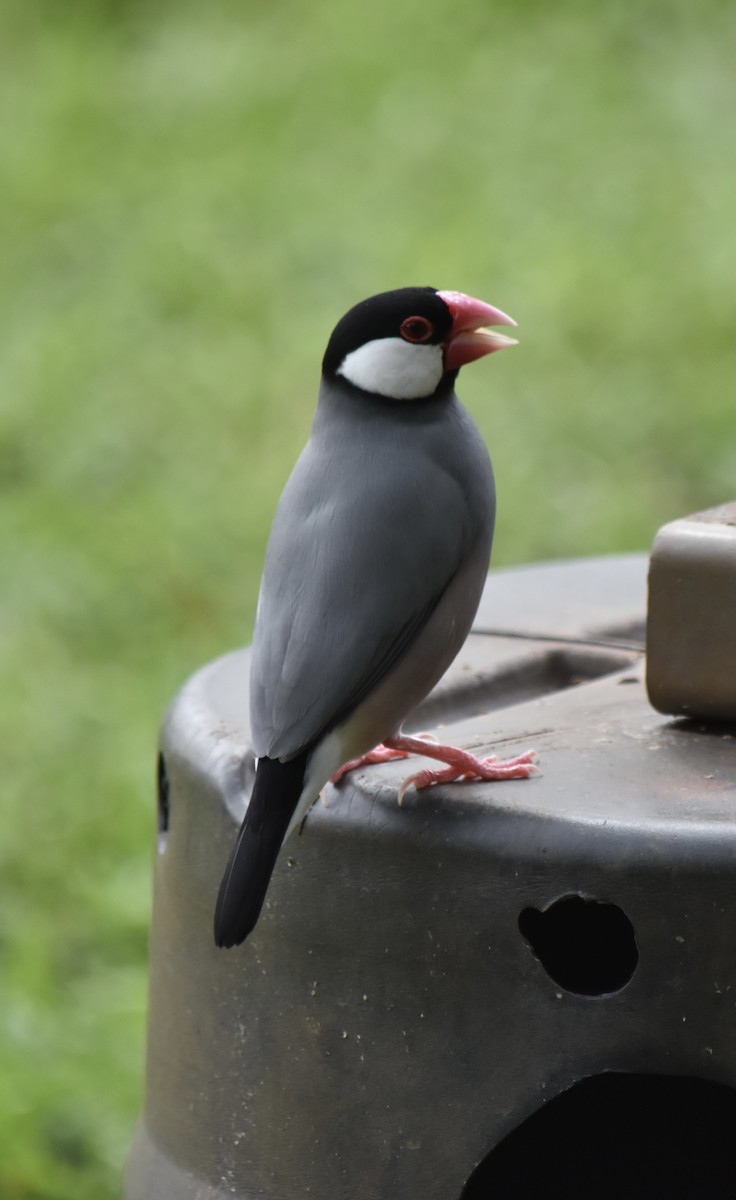 Java Sparrow - Sandra Brown