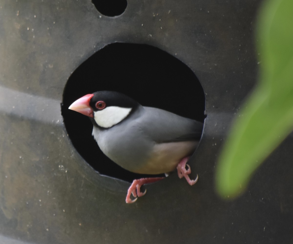 Java Sparrow - ML623305183