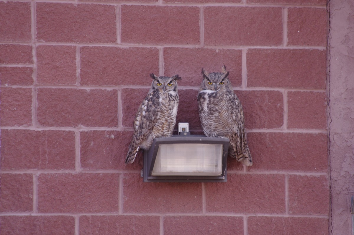 Great Horned Owl - ML623305233