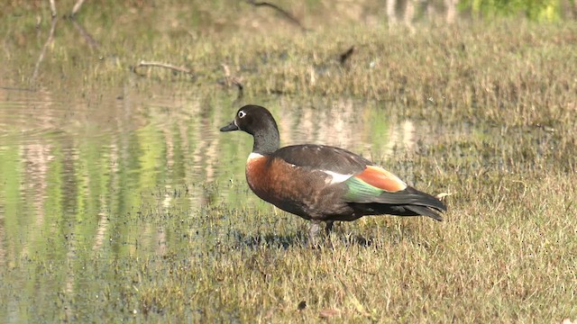 Australian Shelduck - ML623305301