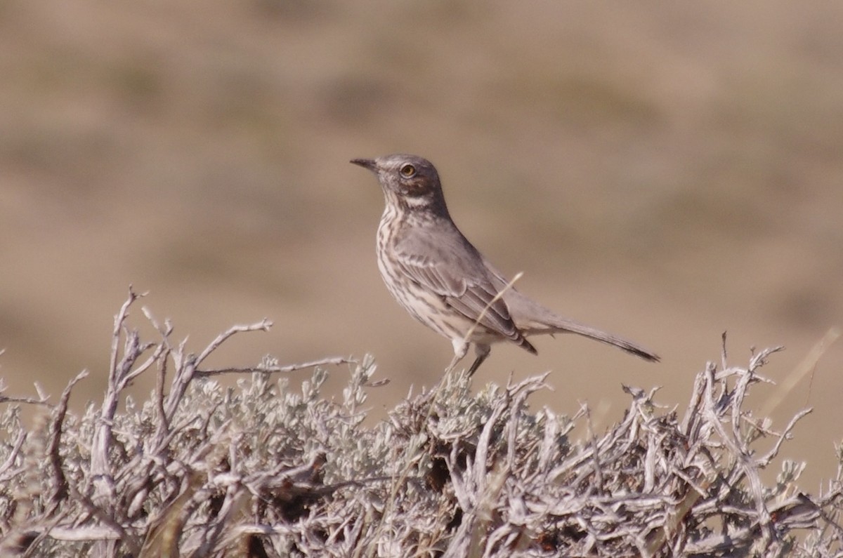 Sage Thrasher - ML623305335