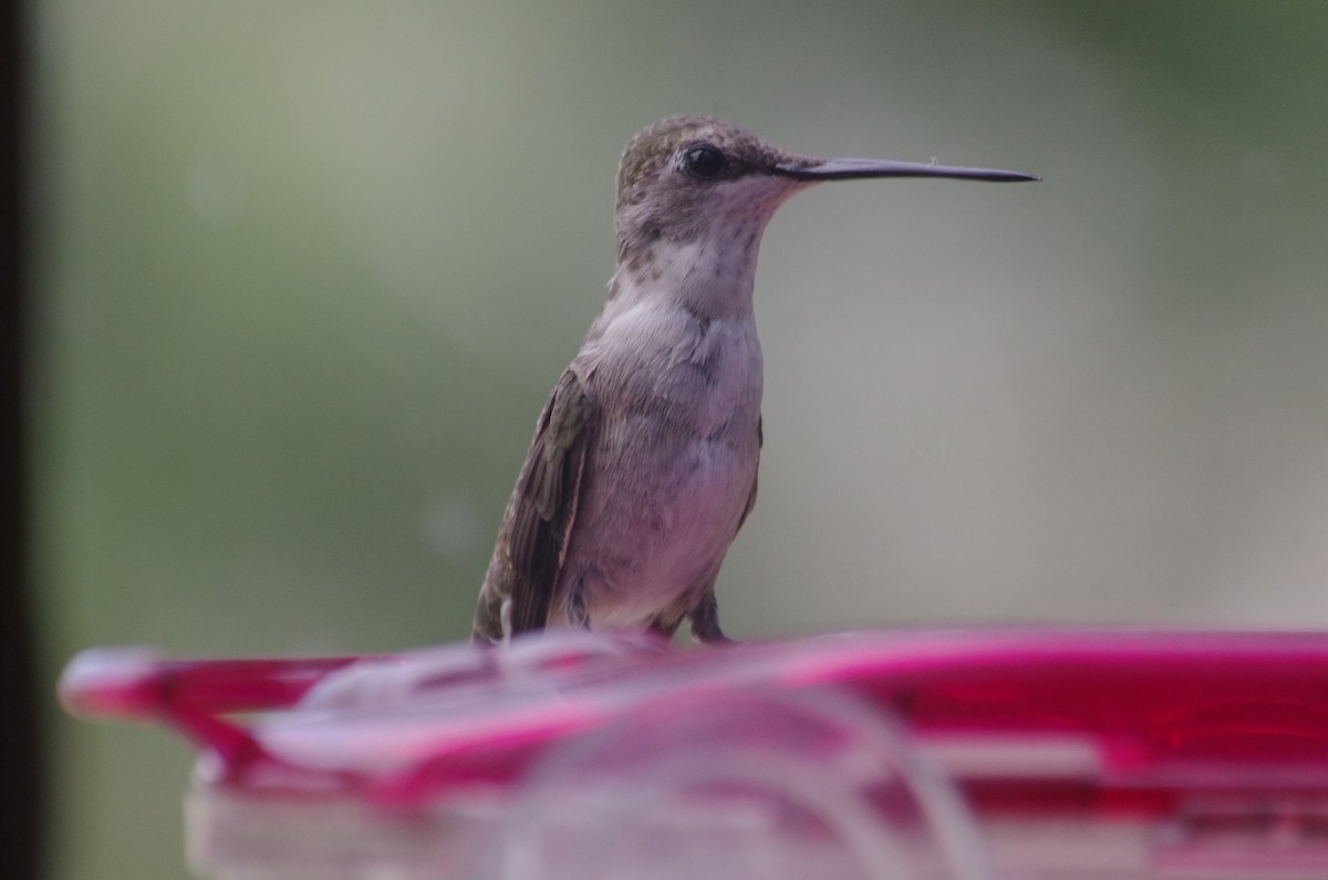 Broad-tailed Hummingbird - ML623305401