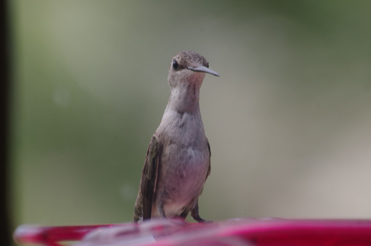 Broad-tailed Hummingbird - ML623305402