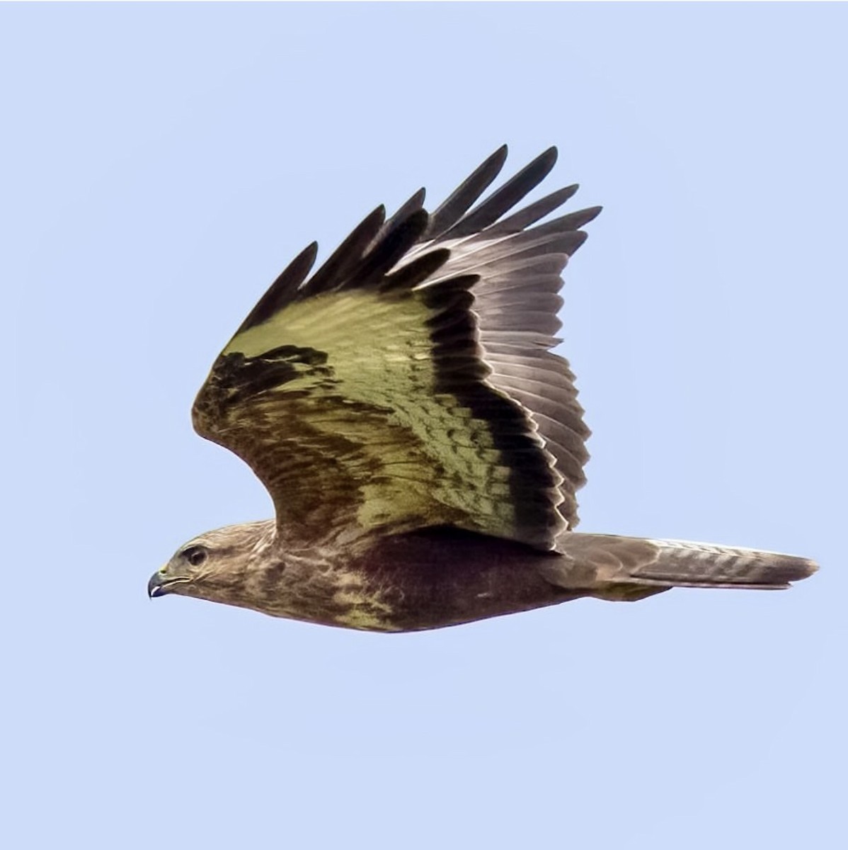 Common Buzzard - ML623305482