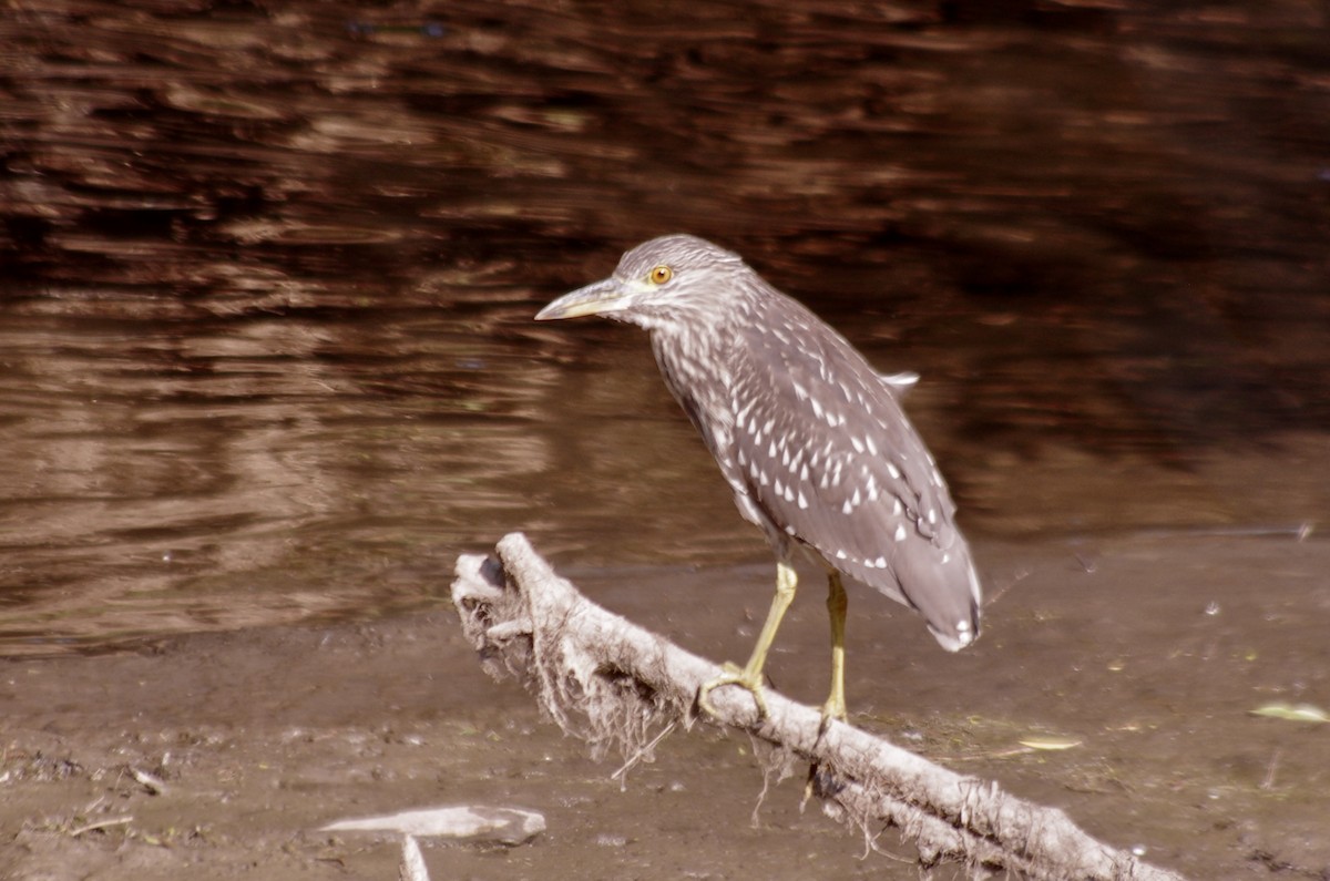 Black-crowned Night Heron - robert beauchamp