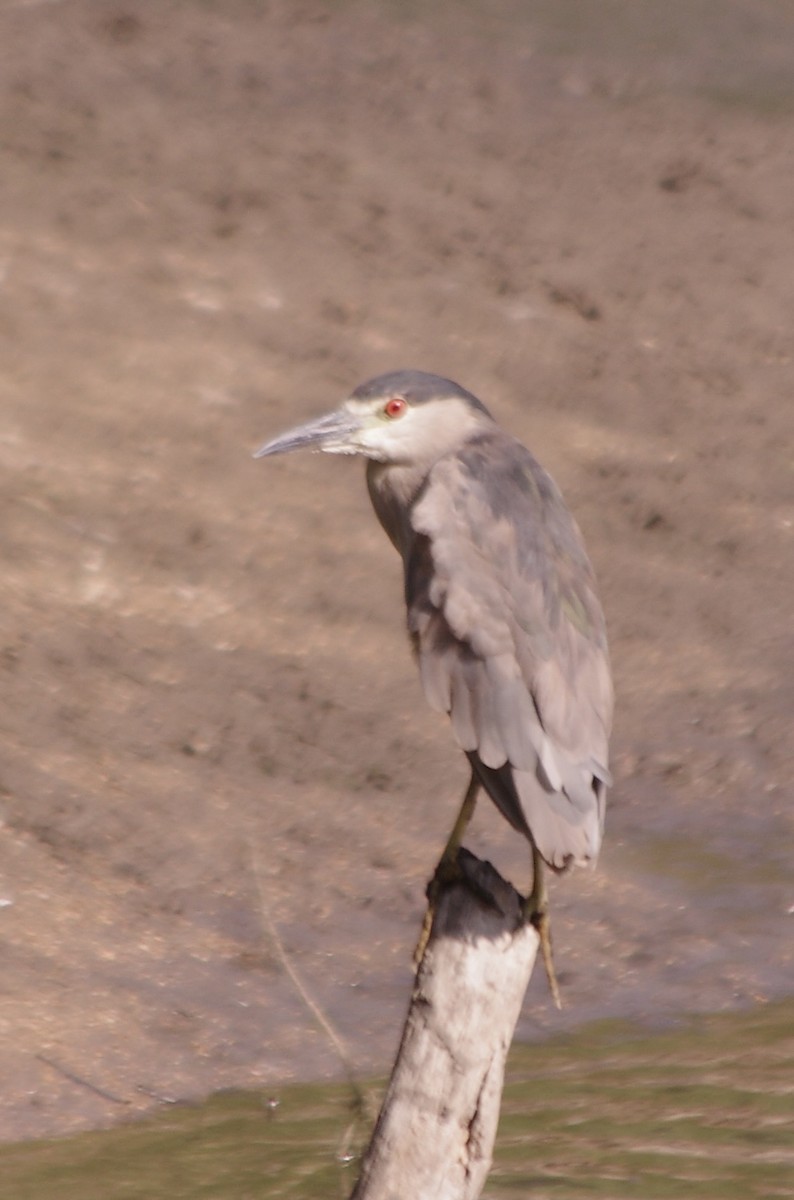 Black-crowned Night Heron - ML623305488