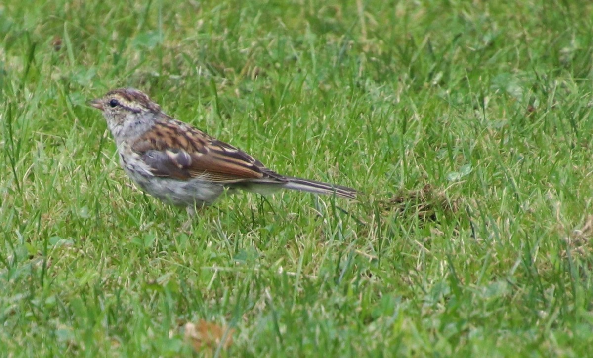 Chipping Sparrow - ML623305493