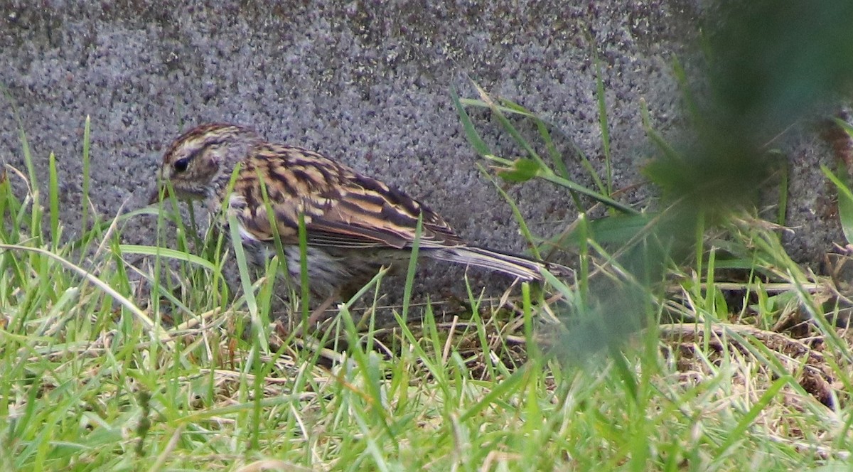 Chipping Sparrow - ML623305496