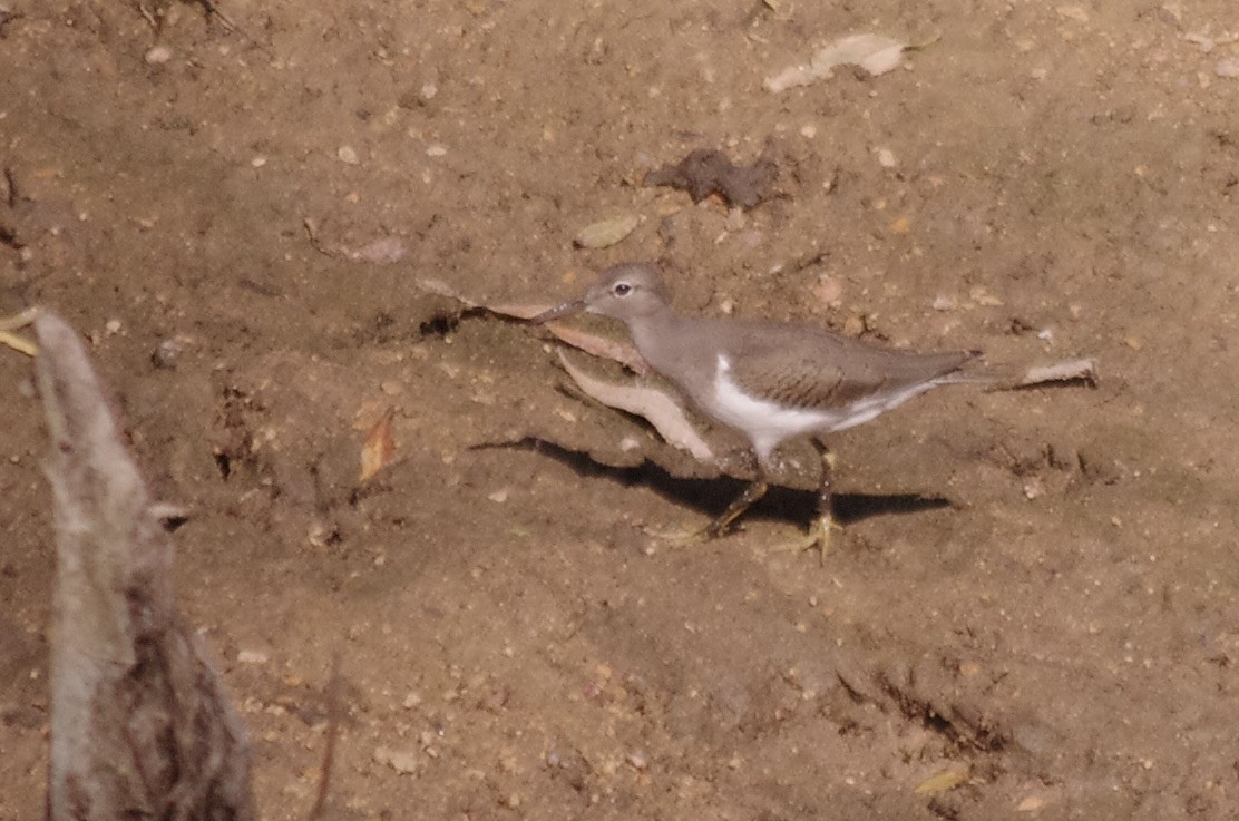 Spotted Sandpiper - ML623305511