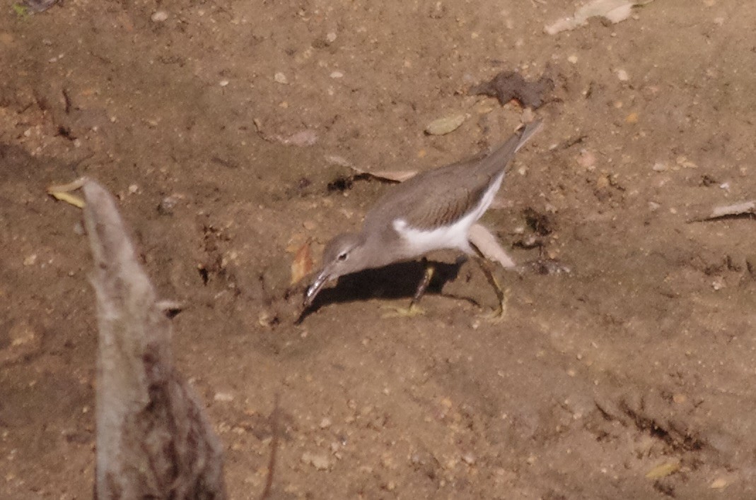 Spotted Sandpiper - ML623305512