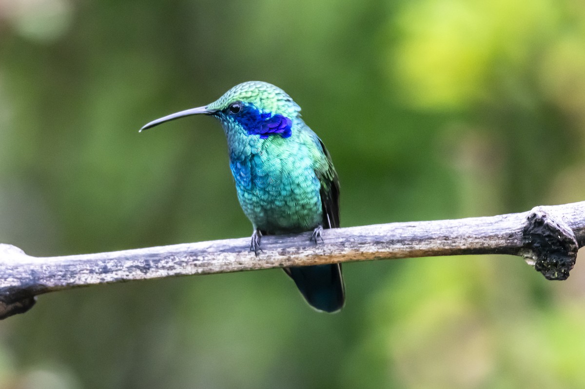 Lesser Violetear - ML623305549