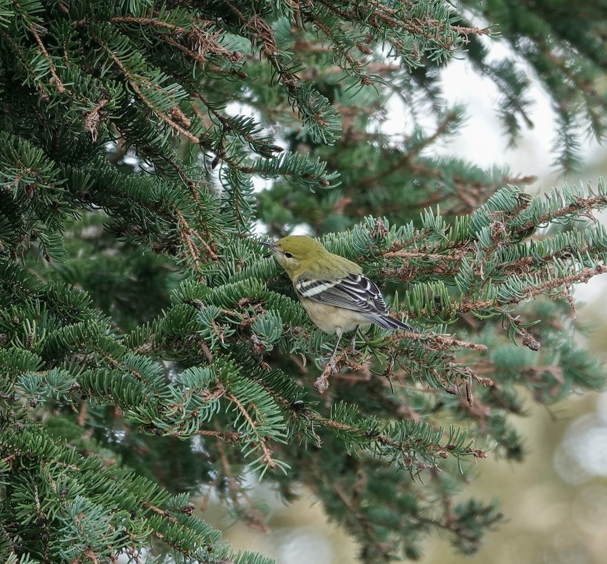 Bay-breasted Warbler - ML623305566