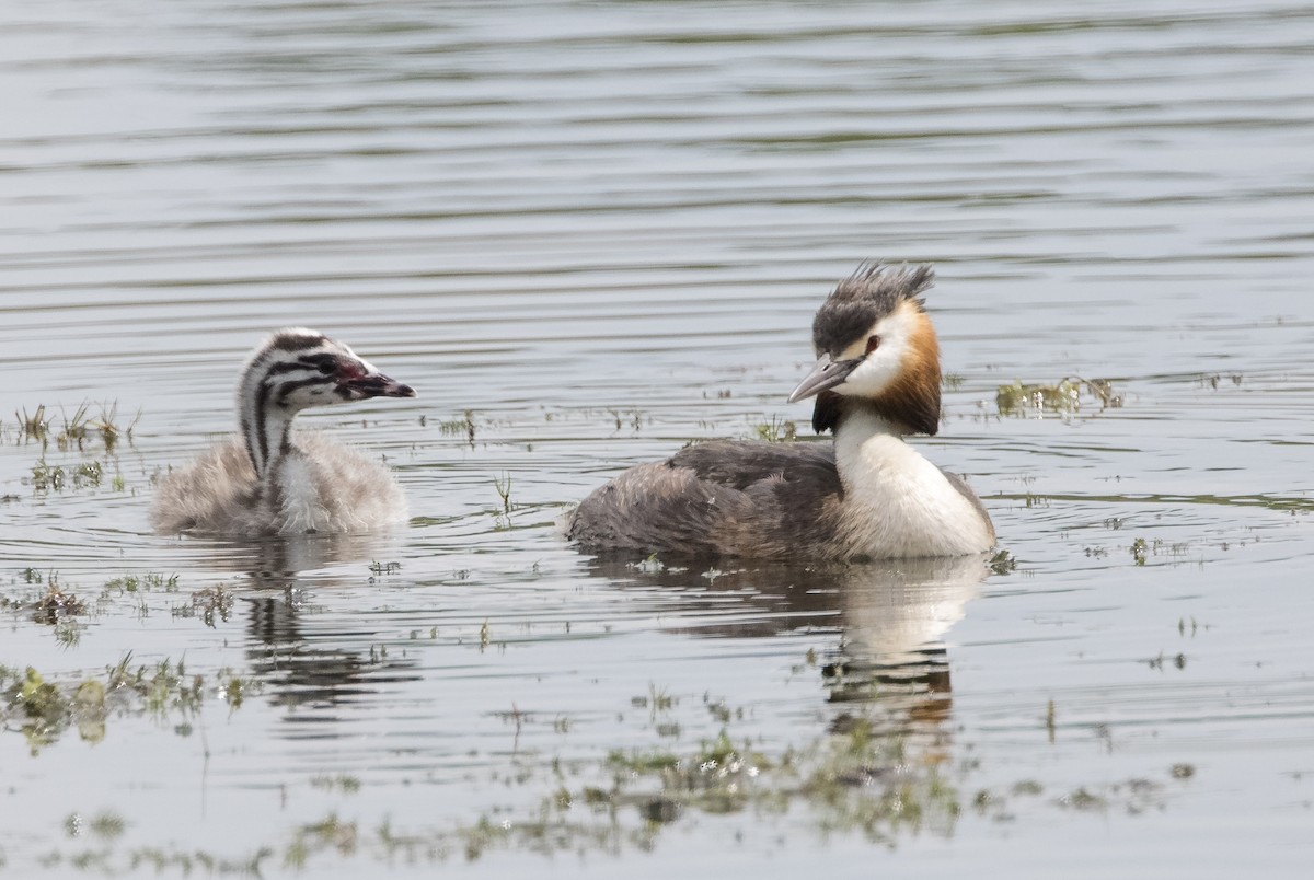 Great Crested Grebe - ML623305575