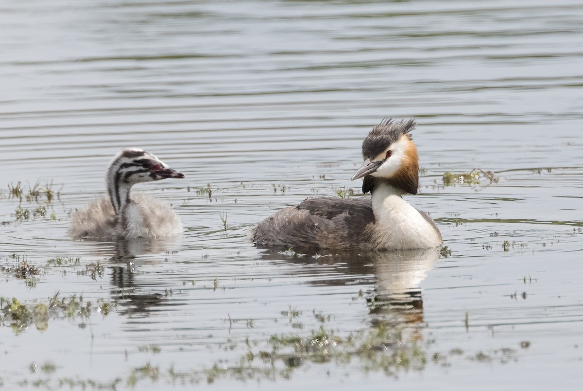 Great Crested Grebe - ML623305576