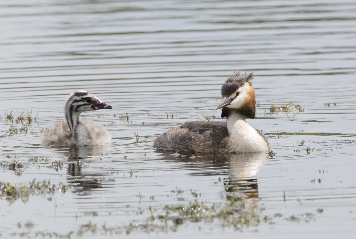 Great Crested Grebe - ML623305577