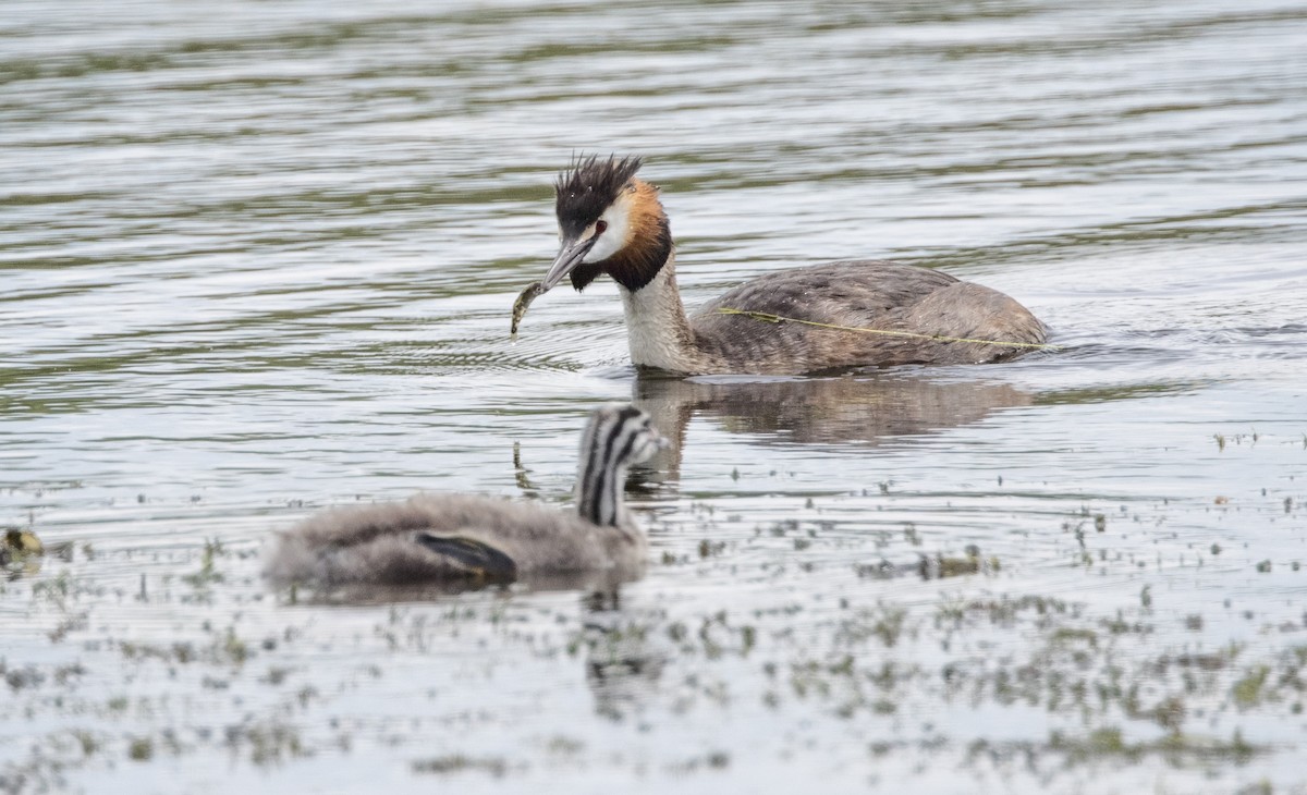 Great Crested Grebe - ML623305578