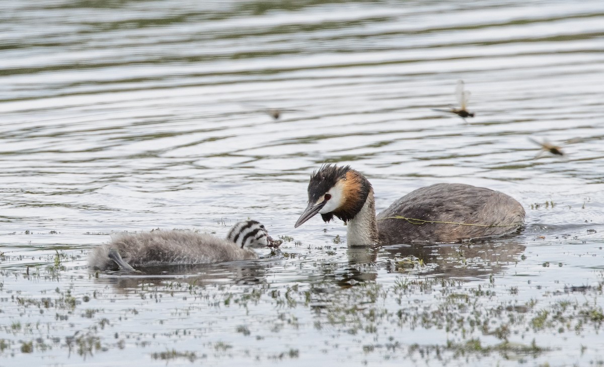 Great Crested Grebe - ML623305579