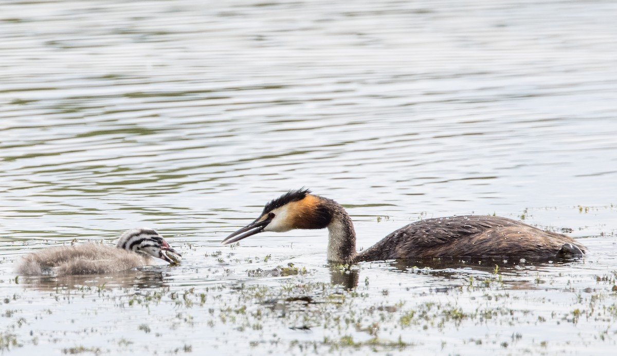 Great Crested Grebe - ML623305580