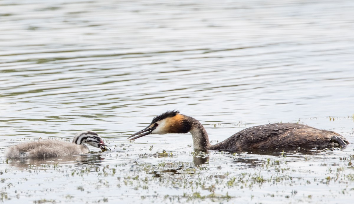 Great Crested Grebe - ML623305582