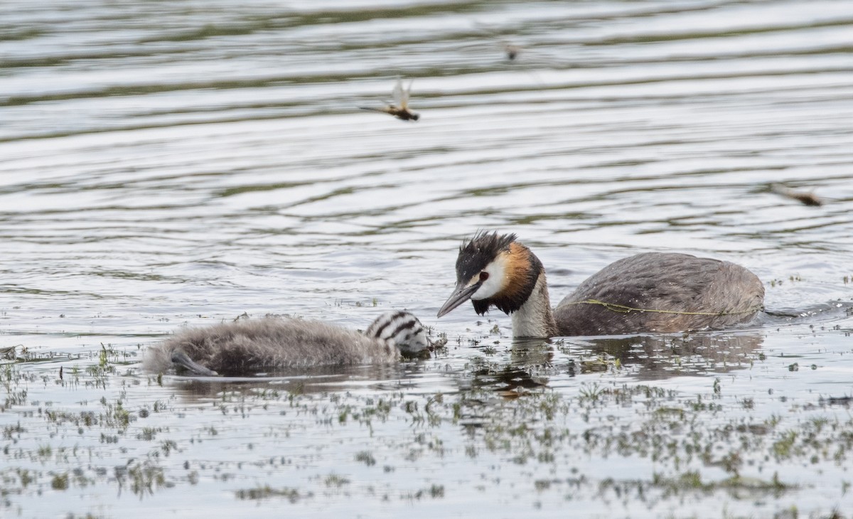 Great Crested Grebe - ML623305583