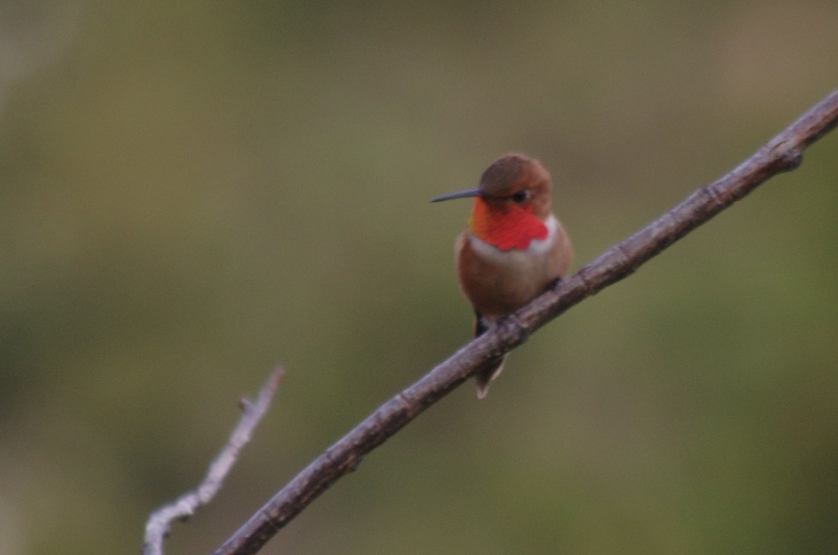 Rufous Hummingbird - ML623305605