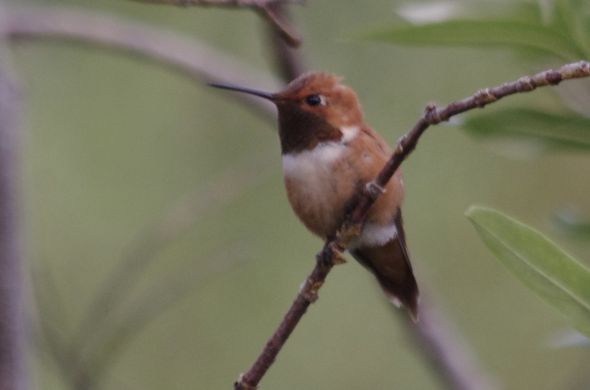 Rufous Hummingbird - ML623305606