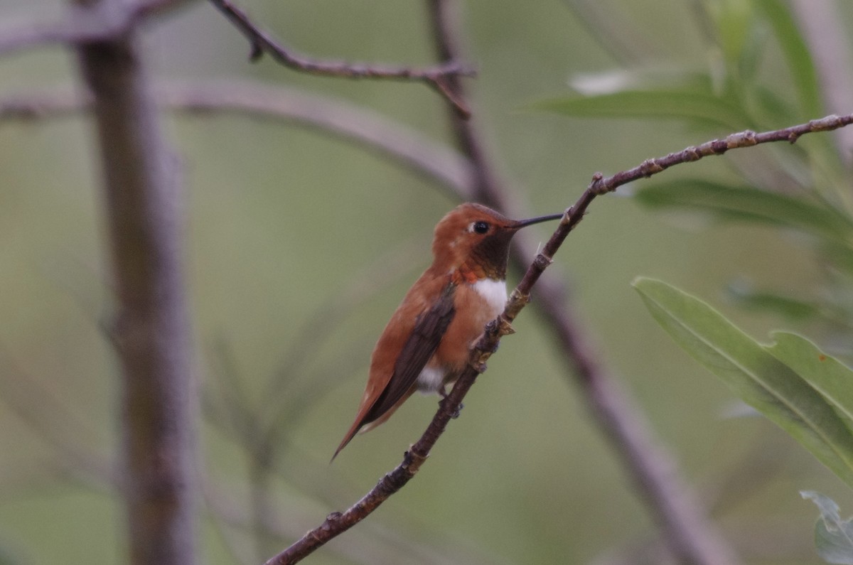 Rufous Hummingbird - ML623305607