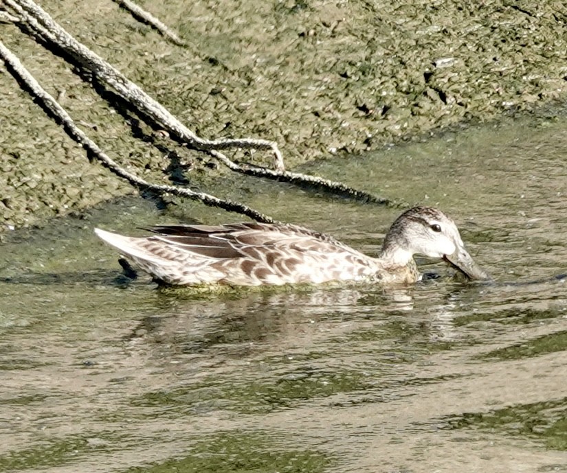 Blue-winged Teal - ML623305637