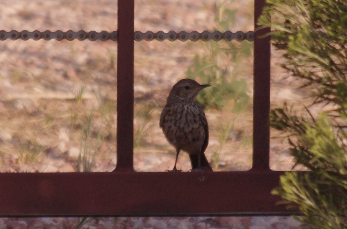 Sage Thrasher - ML623305654