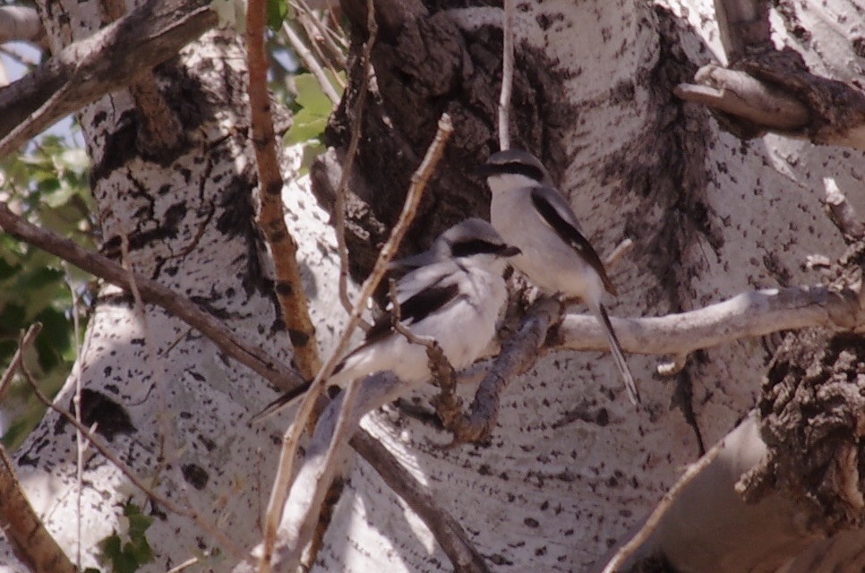 Loggerhead Shrike - ML623305708