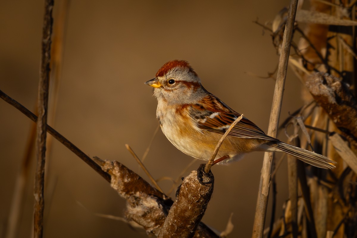 American Tree Sparrow - ML623305717