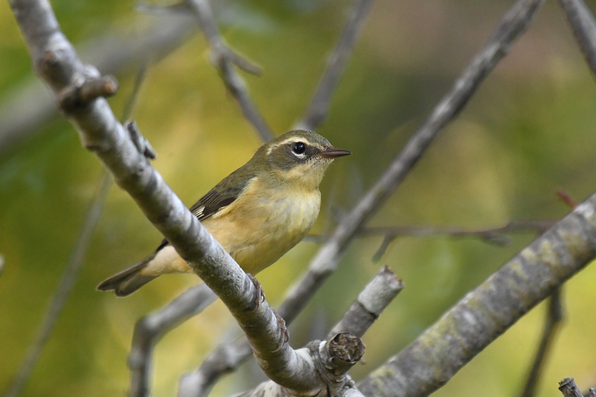 Black-throated Blue Warbler - ML623305724