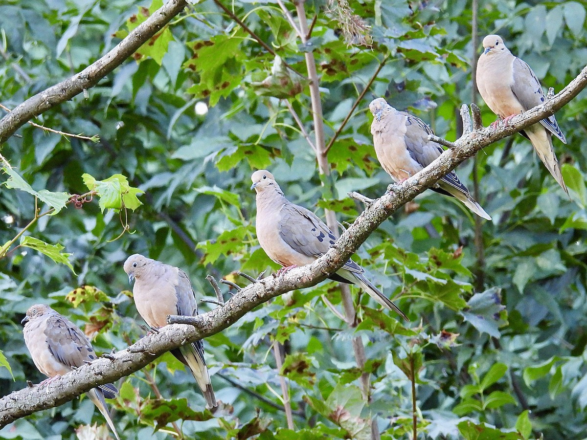 Mourning Dove - Isaac Petrowitz