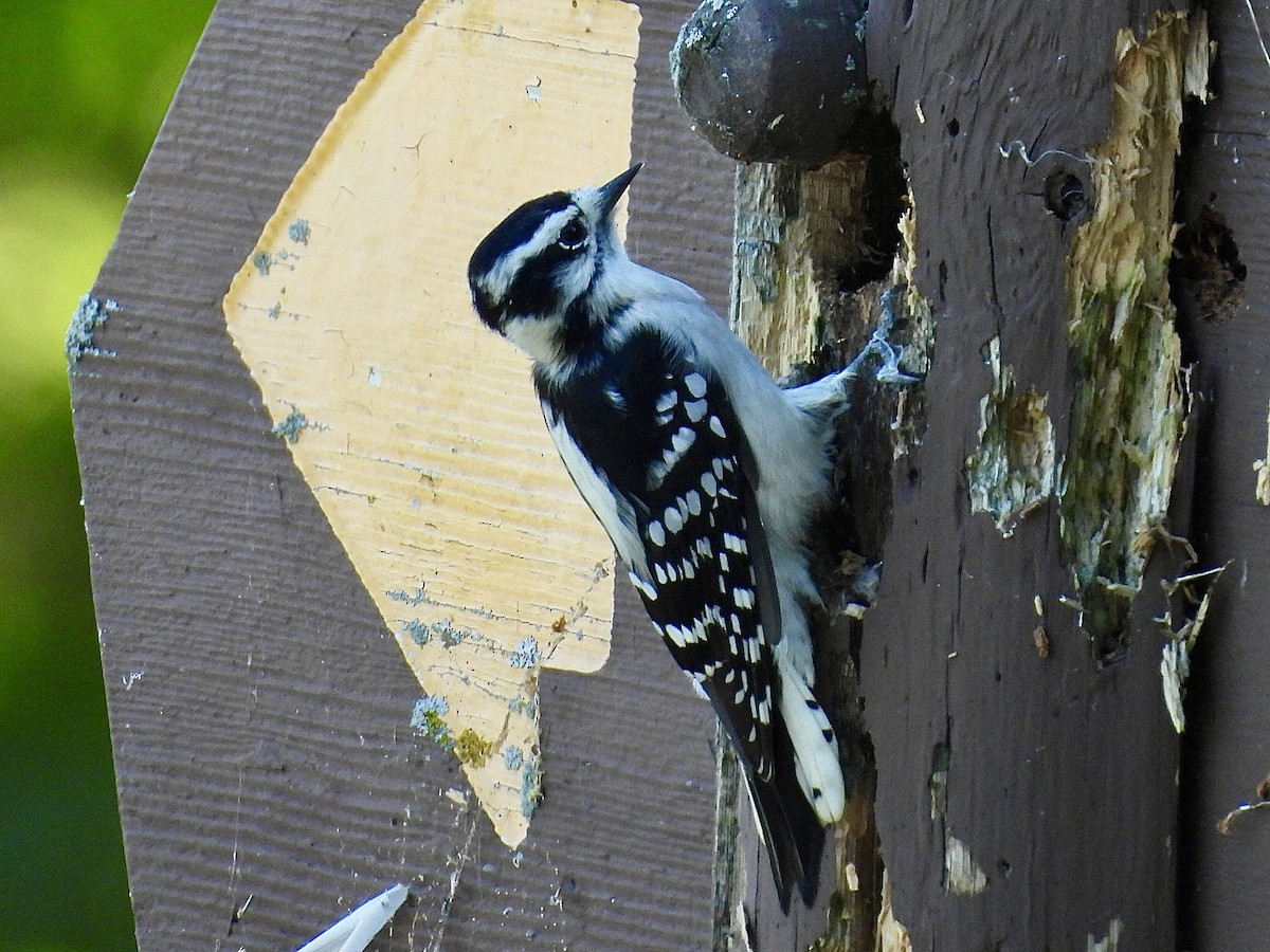 Downy Woodpecker - ML623305755