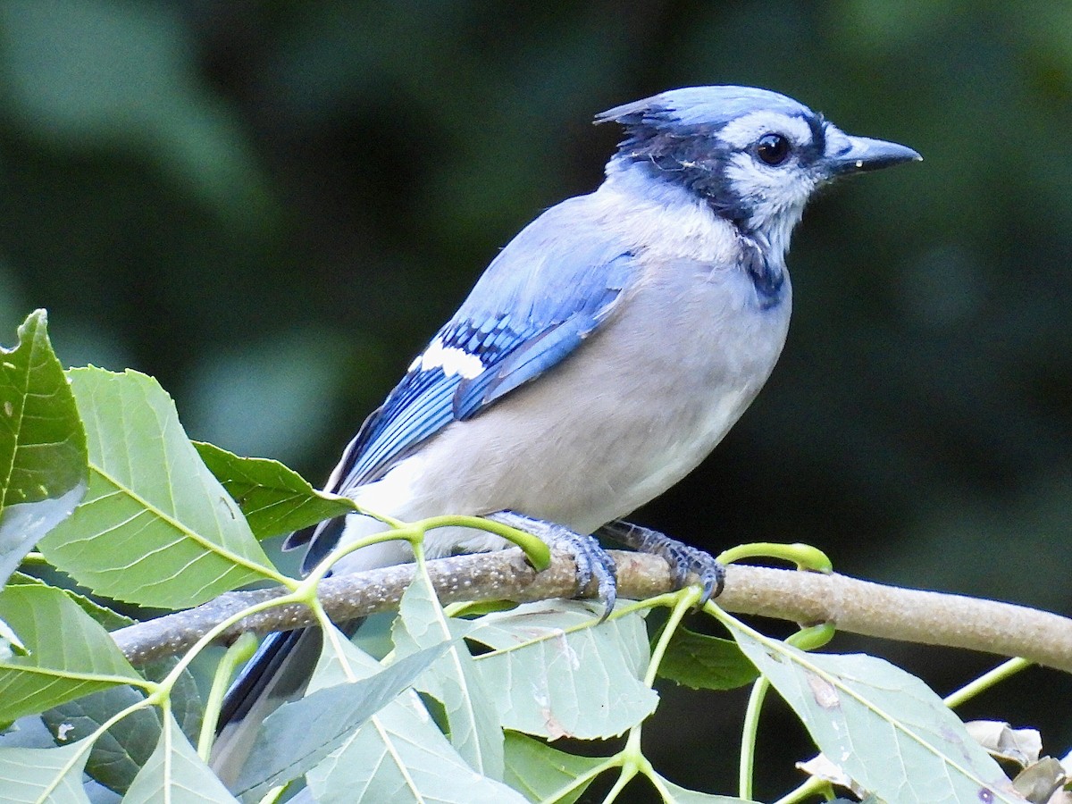 Blue Jay - ML623305819