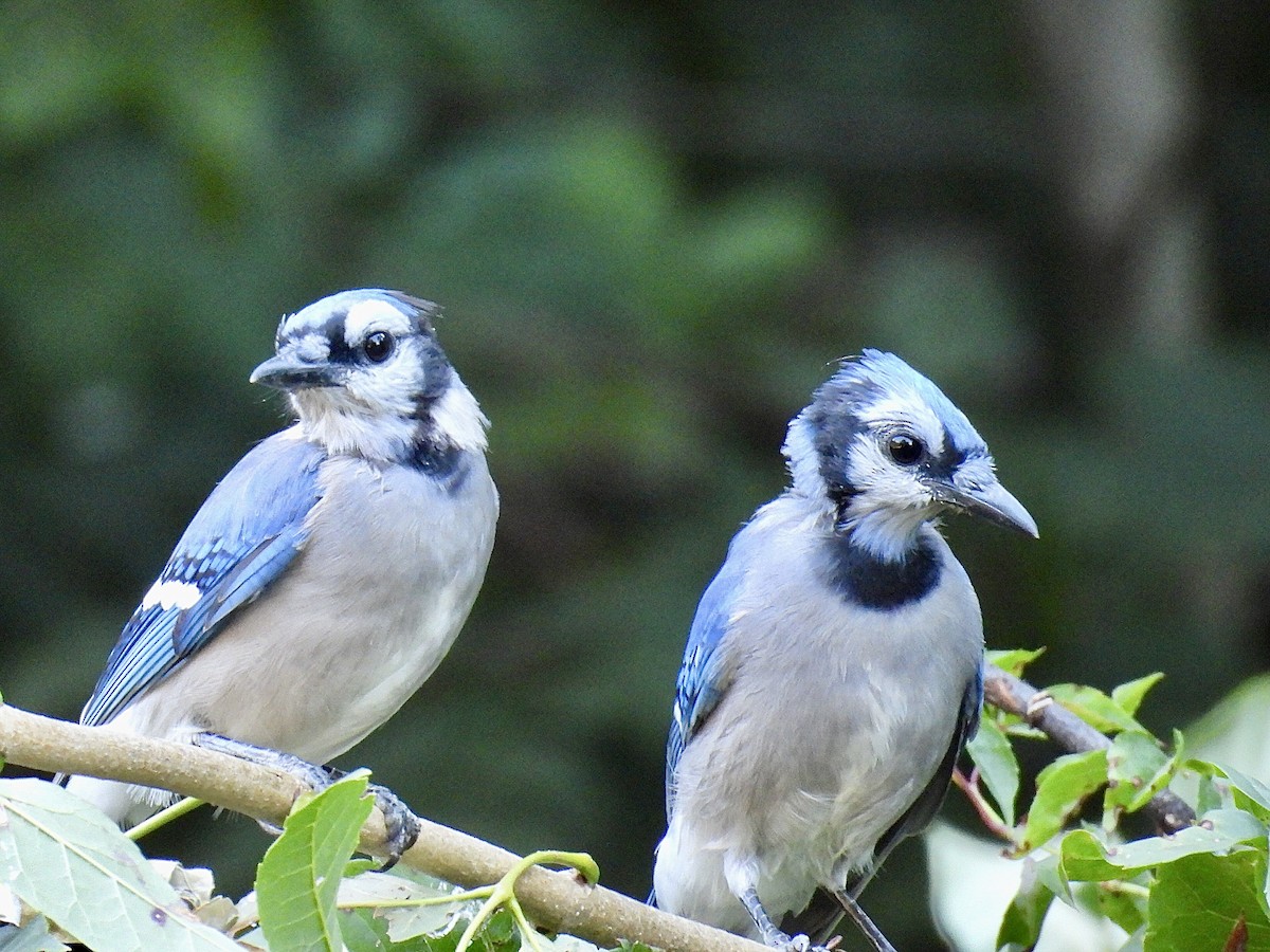 Blue Jay - ML623305820