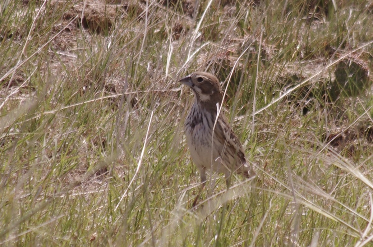 Horned Lark - ML623305825