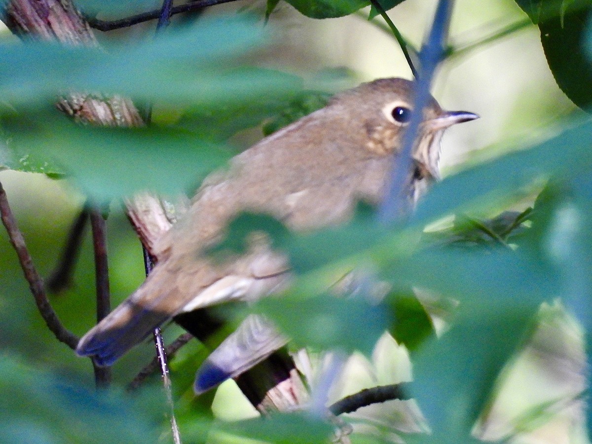 Swainson's Thrush - Isaac Petrowitz