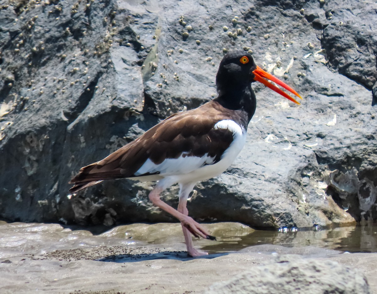 American Oystercatcher - ML623305831