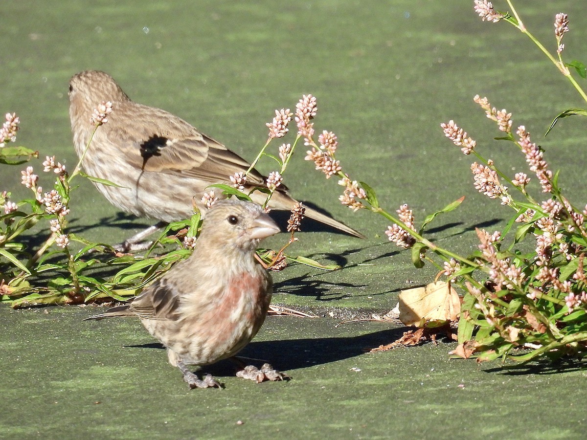 House Finch - ML623305834