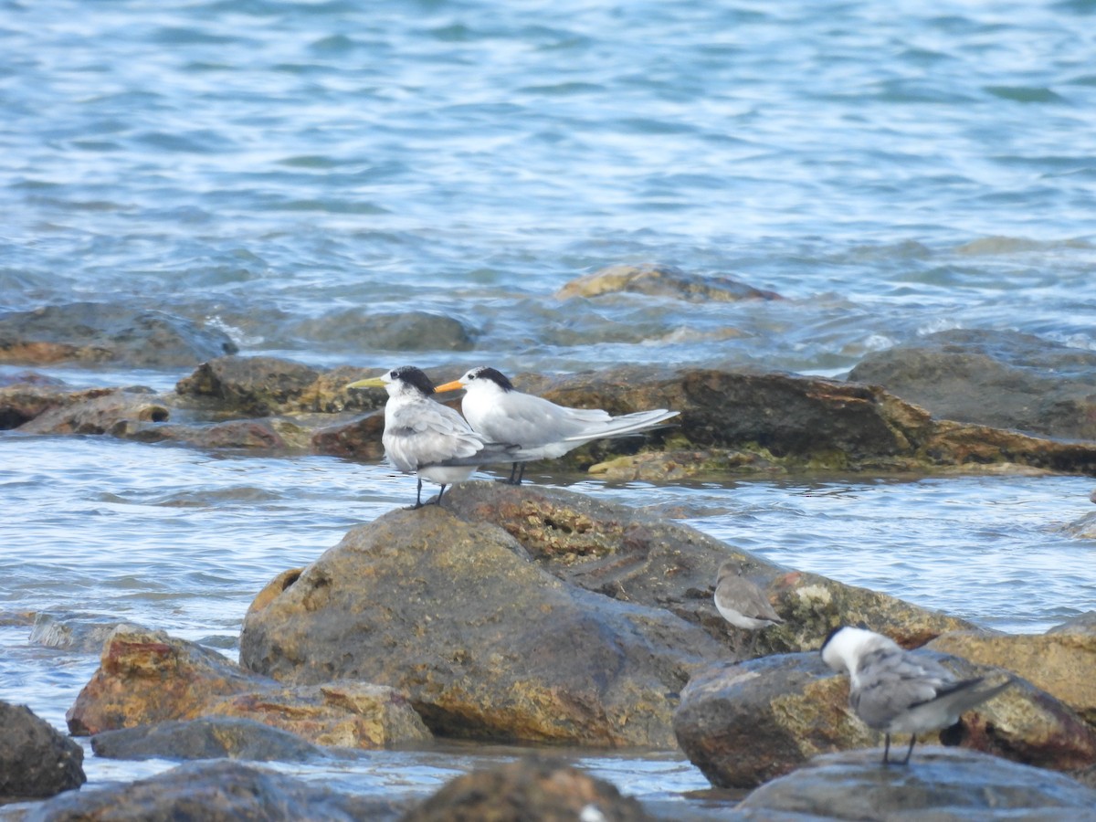 Lesser Crested Tern - ML623305854